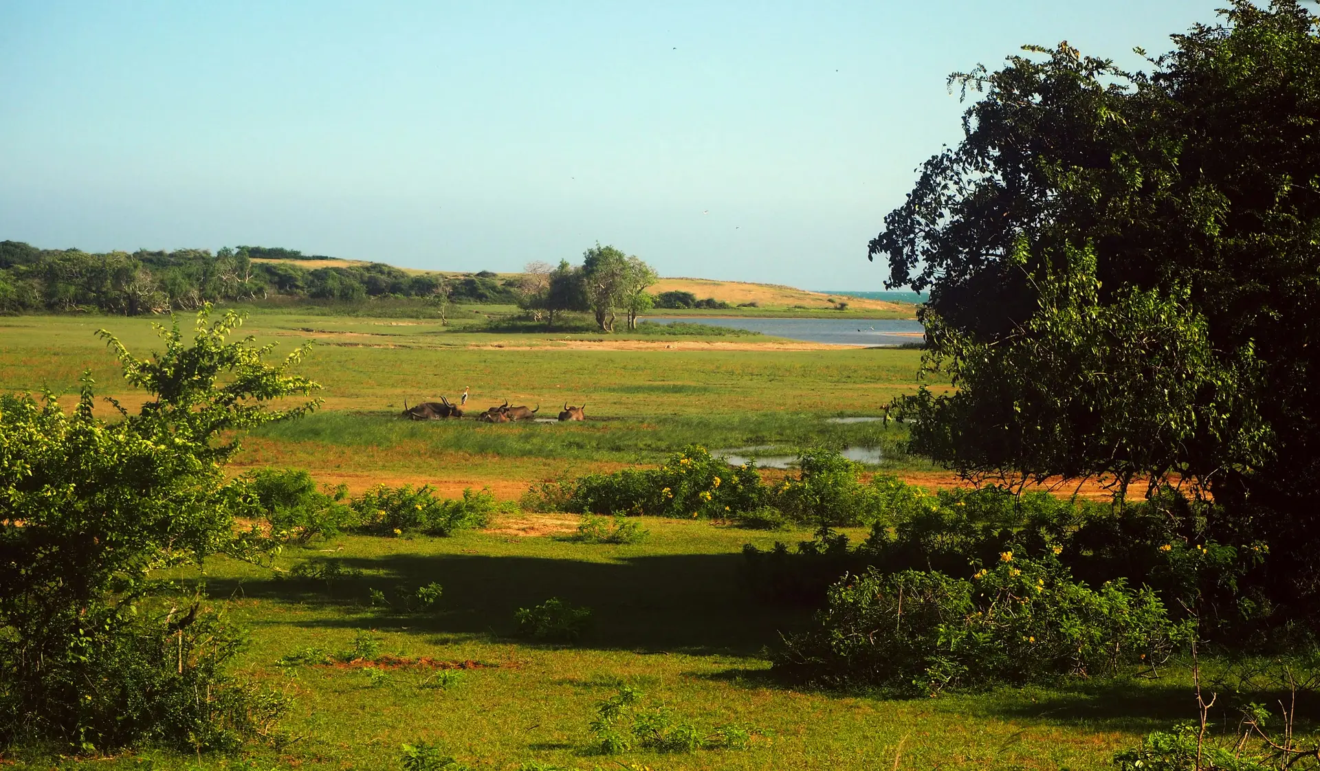 Wetland and open grassland in the deep south, with buffalo resting by the lagoon