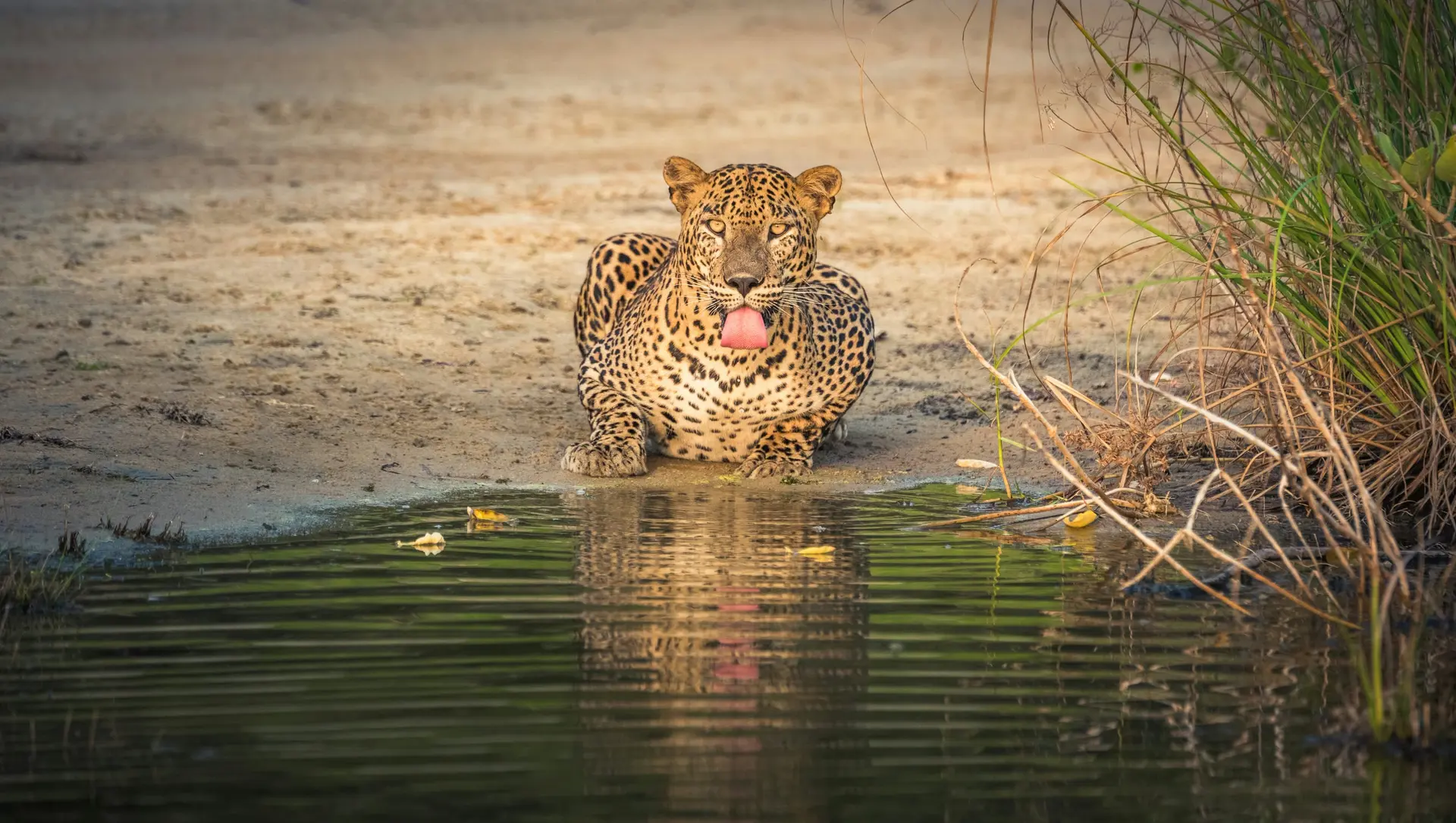 Yala National Park