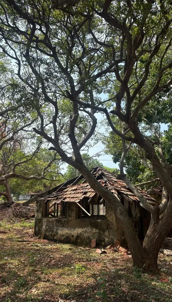 An old outbuilding beneath spreading trees in the courthouse grounds