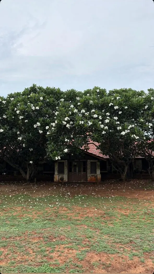 An old colonial building beneath white frangipani trees